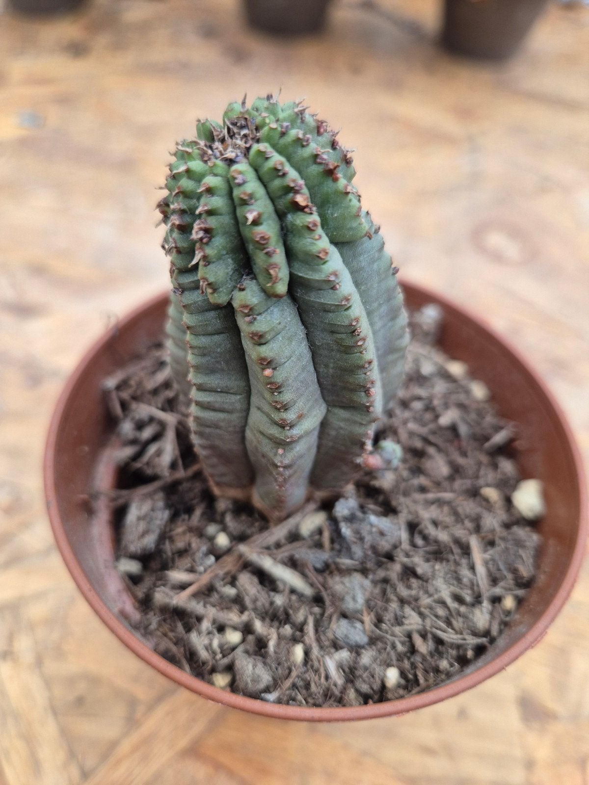 Euphorbia Horrida p8, Huis en Inrichting, Ophalen of Verzenden, Halfschaduw, Minder dan 100 cm