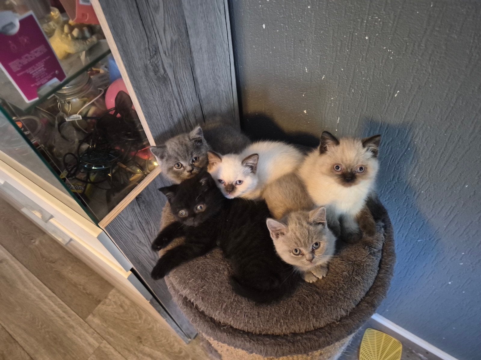 nog 2 britse korthaar kittens, Meerdere dieren, Gechipt, 0 tot 2 jaar