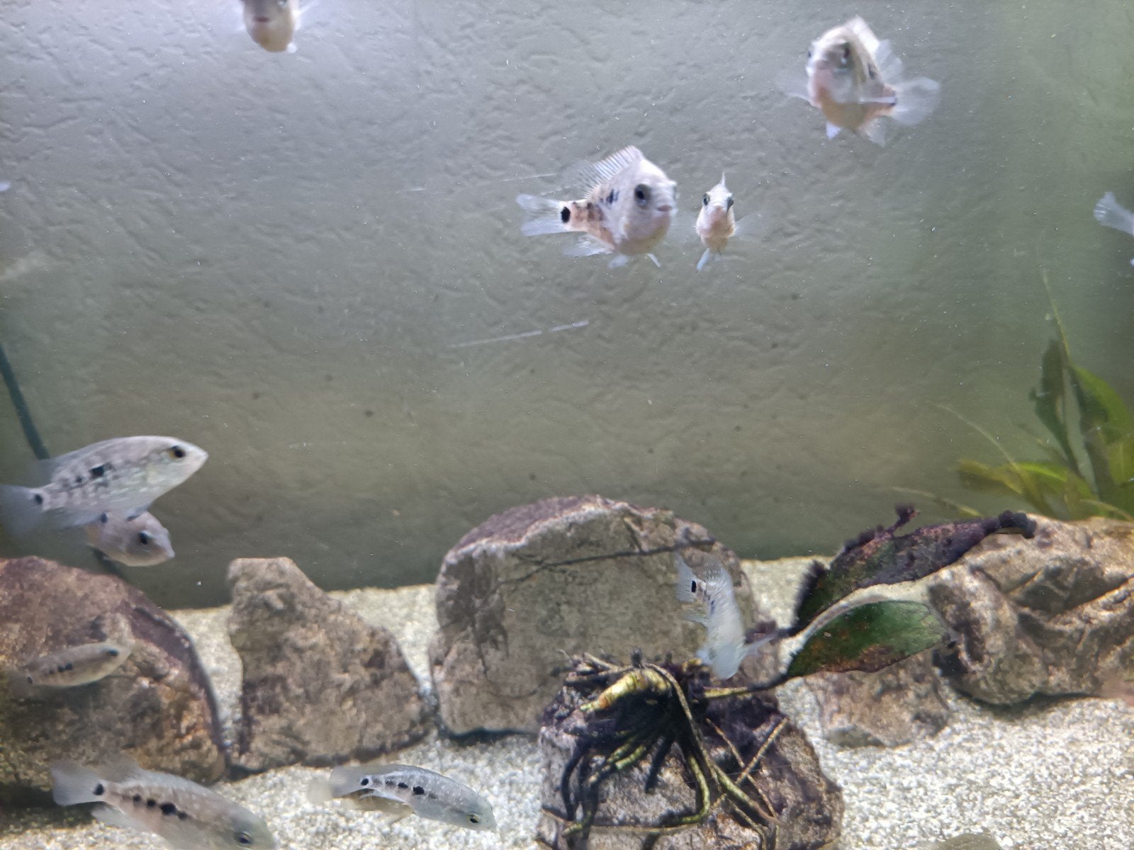 Te koop: jonge herichthys carpintis ( Texas cichlide ), Dieren en Toebehoren, Vis