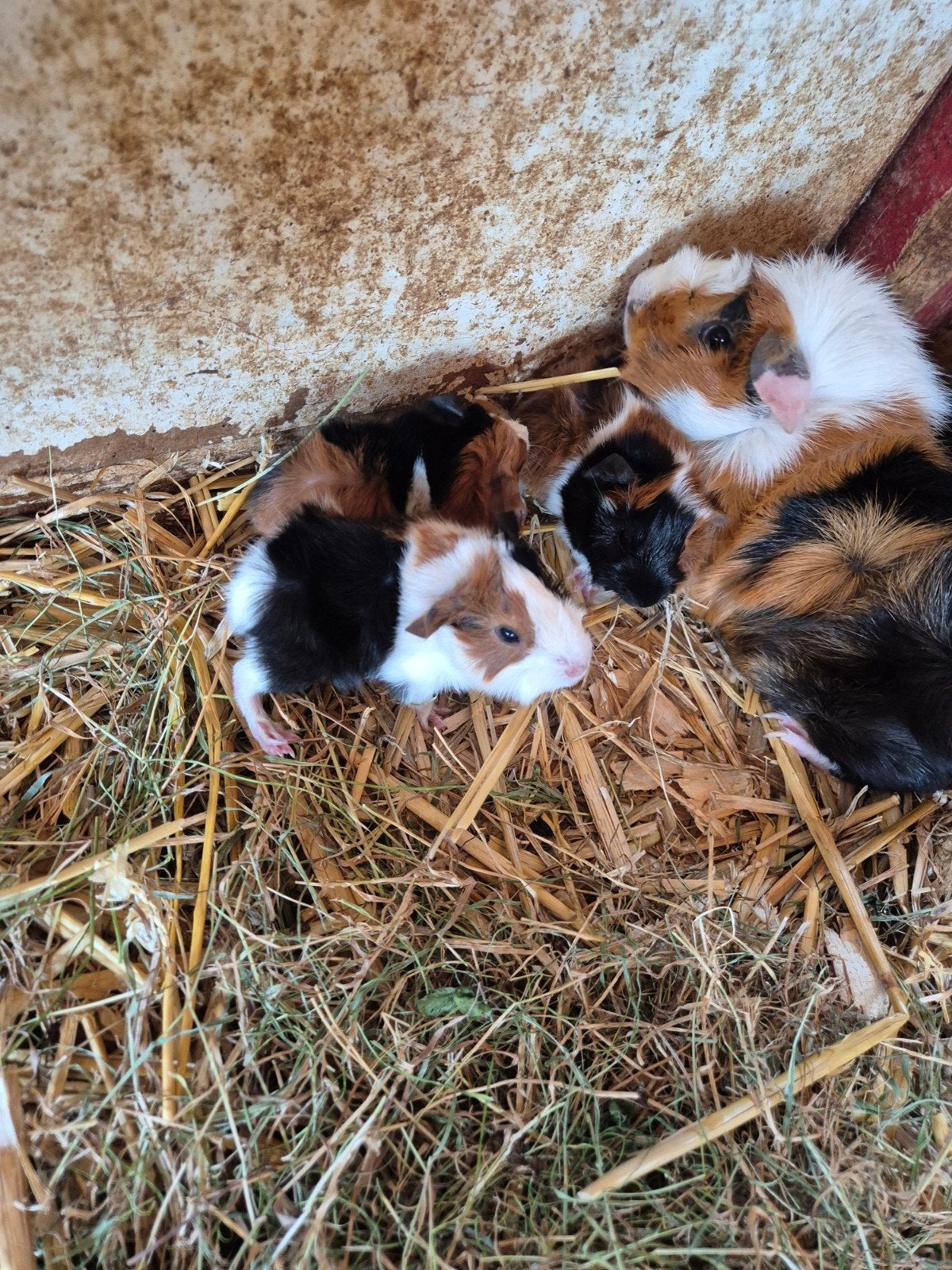 mooie jonge borstelcavia's, Dieren en Toebehoren, Knaagdieren, Cavia, Augustus, Meerdere dieren, Tam