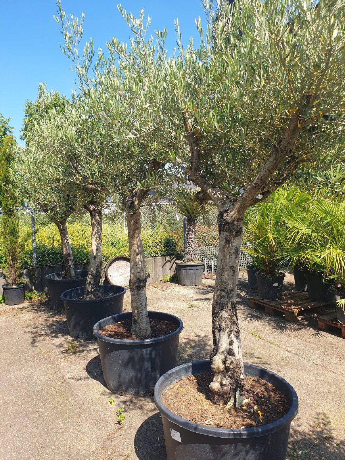 vertakte olijfbomen, Tuin en Terras, Planten | Bomen, Lente, 100 tot 250 cm, Olijfboom, Ophalen