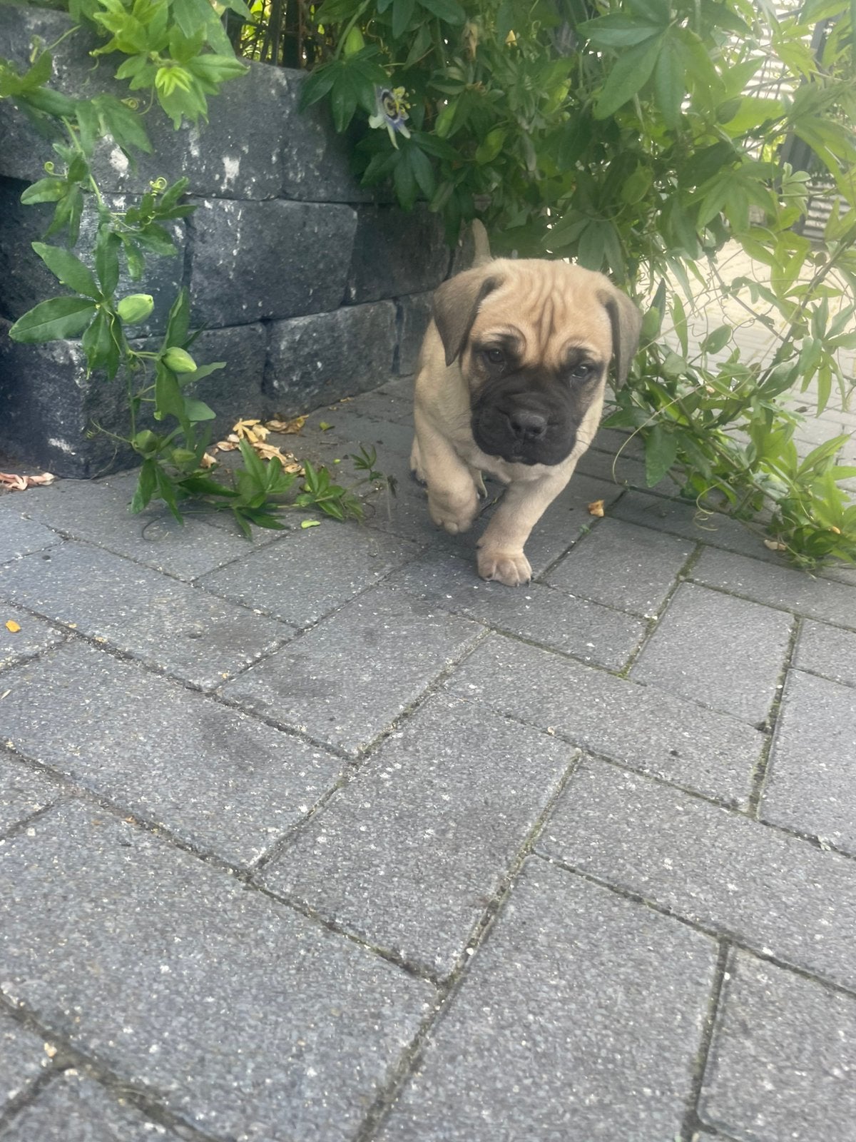 Boerboel pups., Overige rassen, CDV (hondenziekte), 8 tot 15 weken, Teef