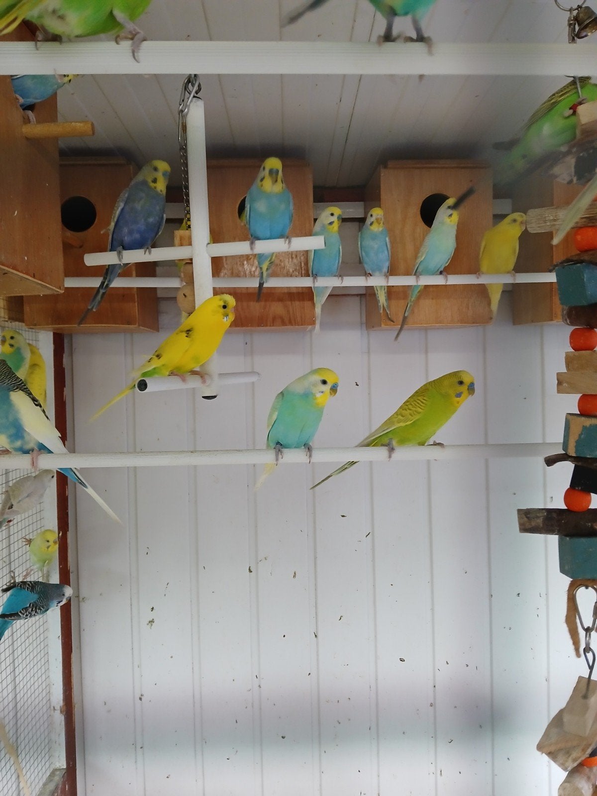 Jonge Grasparkieten, Dieren en Toebehoren, Vogels | Parkieten en Papegaaien, Meerdere dieren, Parkiet, Tam