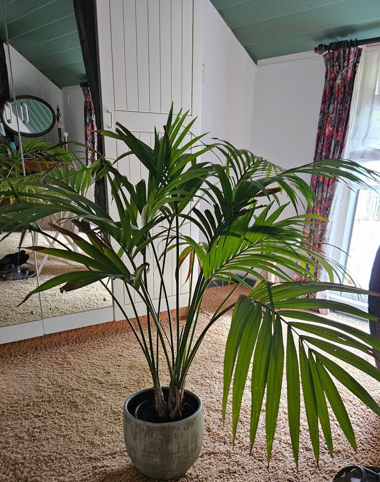 kentia palm, Ophalen, Halfschaduw