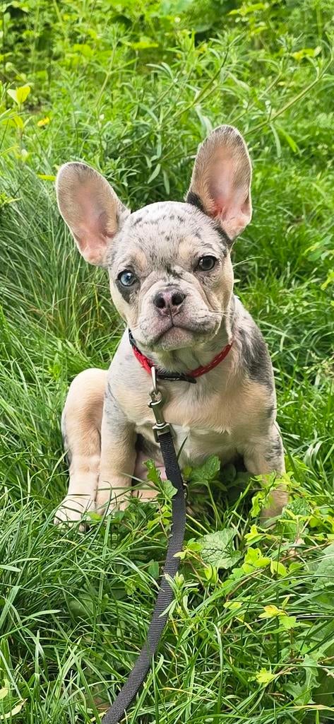 Franse bulldog pup, Dieren en Toebehoren, 8 tot 15 weken, Teef, Parvo, Bulldog