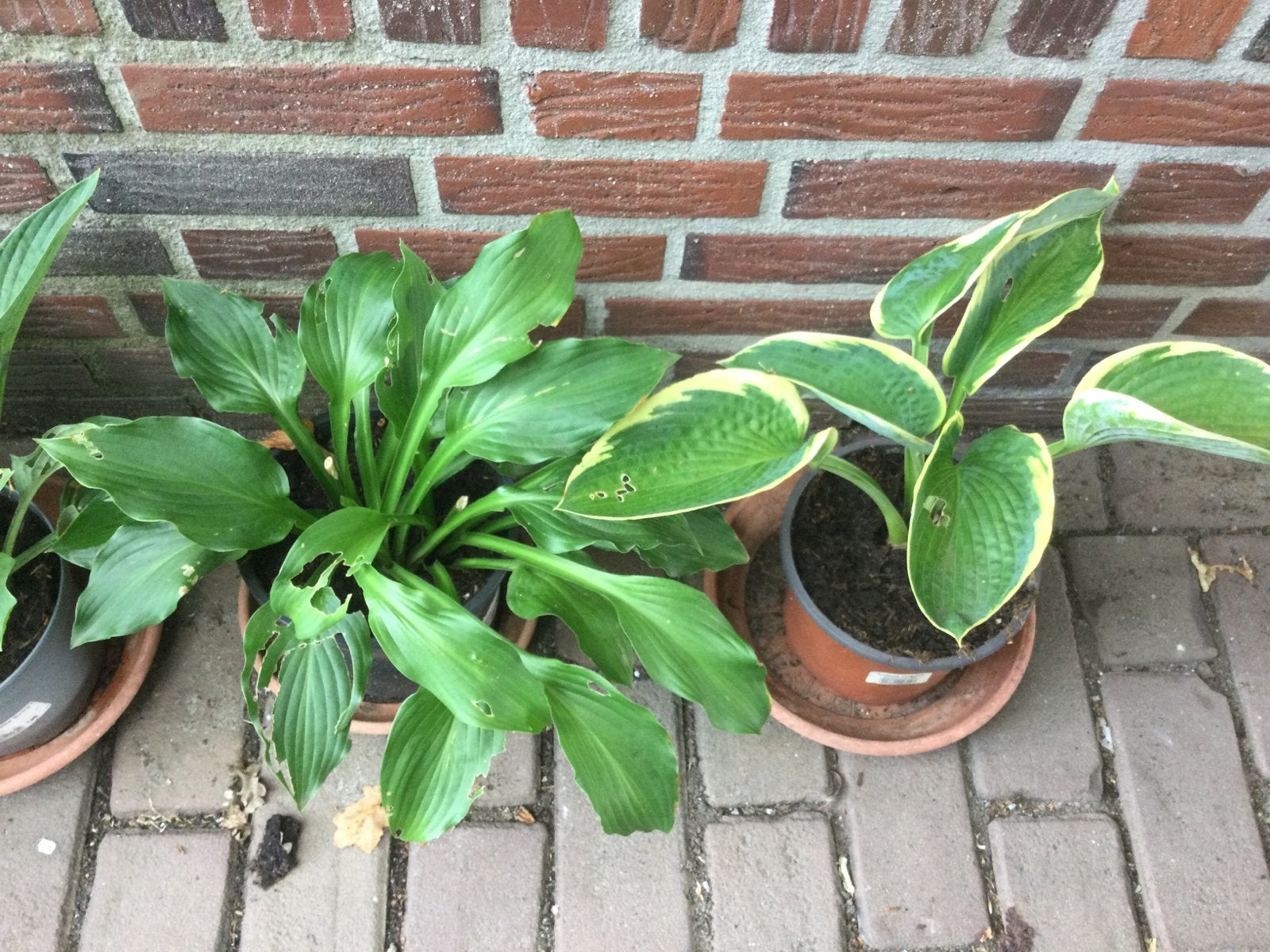 Hosta’s, Ophalen of Verzenden, Vaste plant, Overige soorten, Halfschaduw