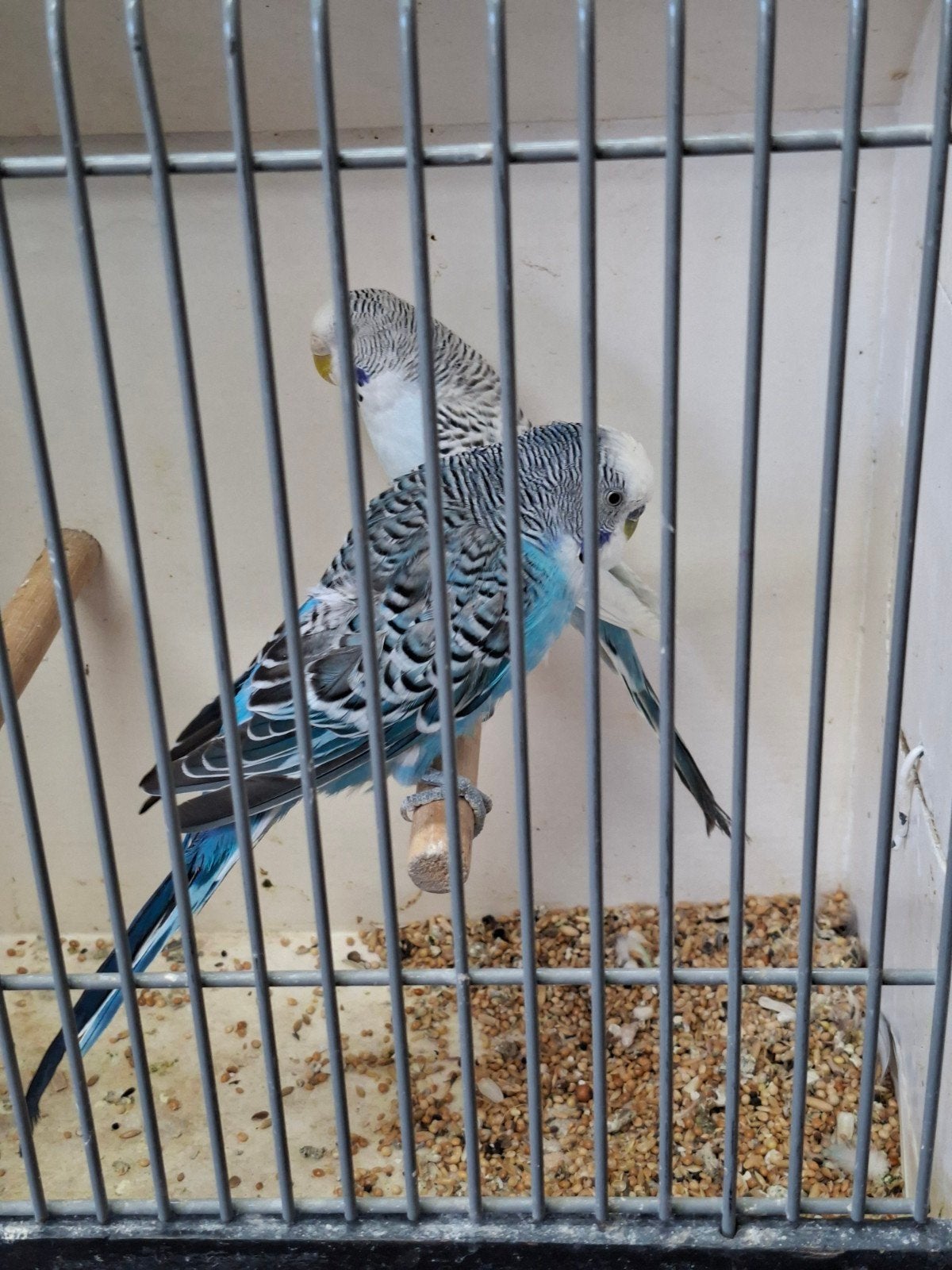 Koppel pallid grasparkieten, Dieren en Toebehoren, Vogels | Parkieten en Papegaaien