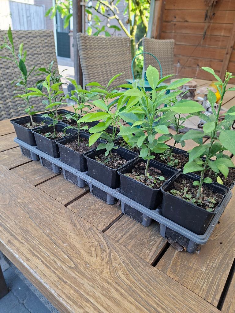 Citrus Yuzu plantjes, Ophalen, Volle zon, Vaste plant, Zomer