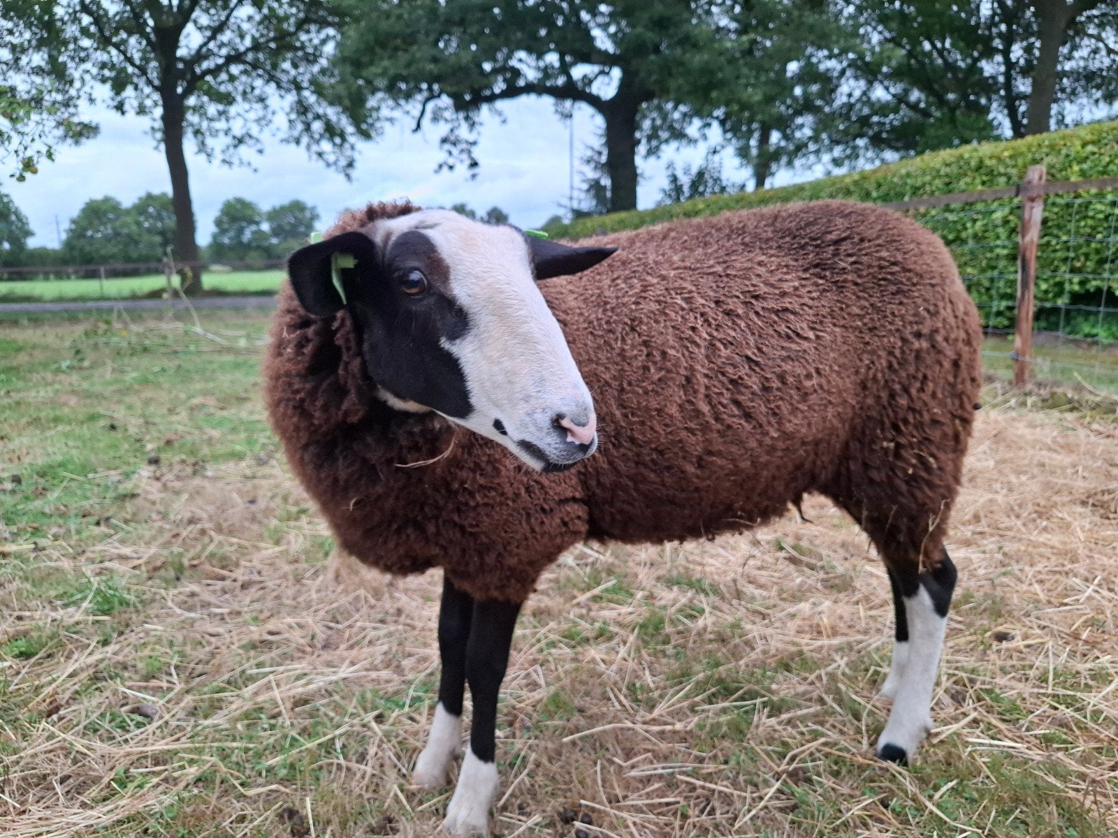 zwartbles ooilam, Dieren en Toebehoren, Schapen, Geiten en Varkens, Vrouwelijk, Schaap, 0 tot 2 jaar