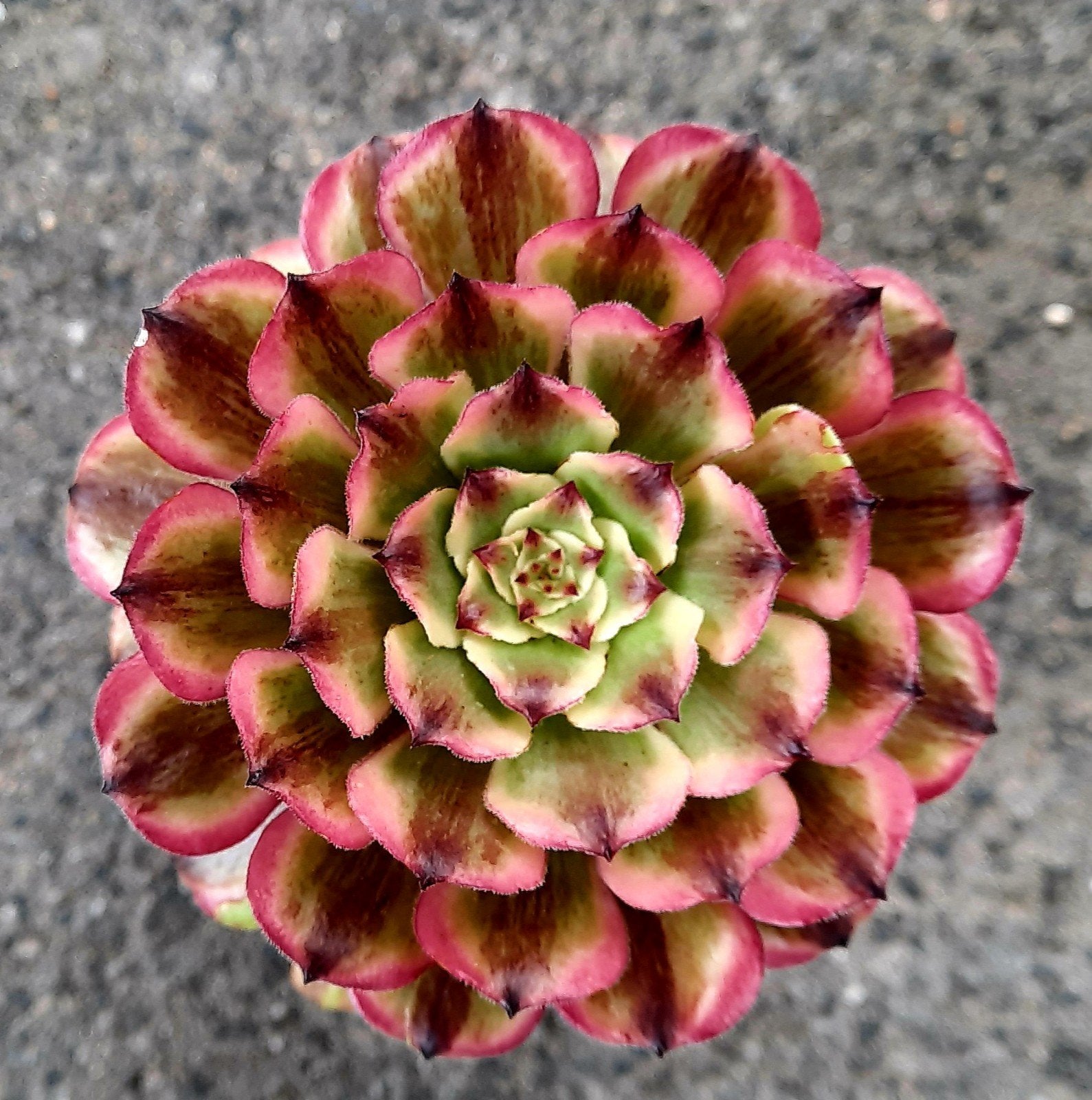 Aeonium Glow Worm, Vetplant, Minder dan 100 cm, Groene kamerplant, Halfschaduw