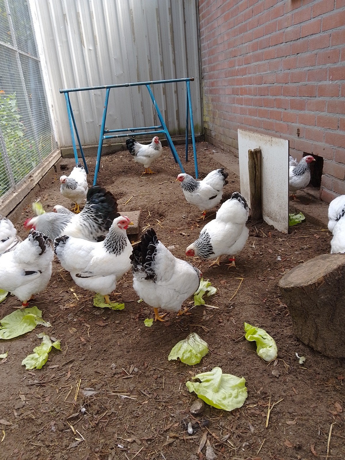 broedeitjes wyandot columbia kriel, Dieren en Toebehoren, Geslacht onbekend, Kip