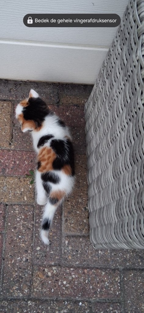 Kitten lapjes kat, drie kleur, Poes, Kortharig, 0 tot 2 jaar