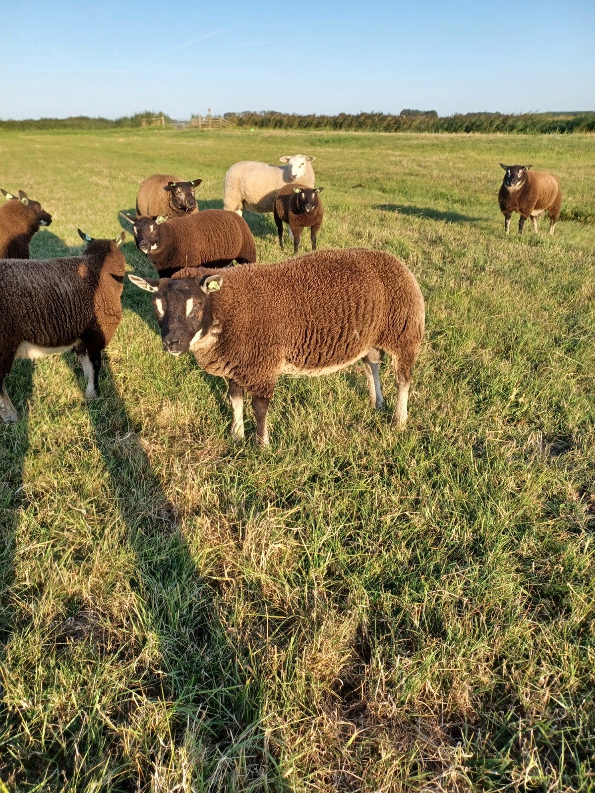 2 luxe Dassenkop rammen, Dieren en Toebehoren, Mannelijk, Schaap, 0 tot 2 jaar