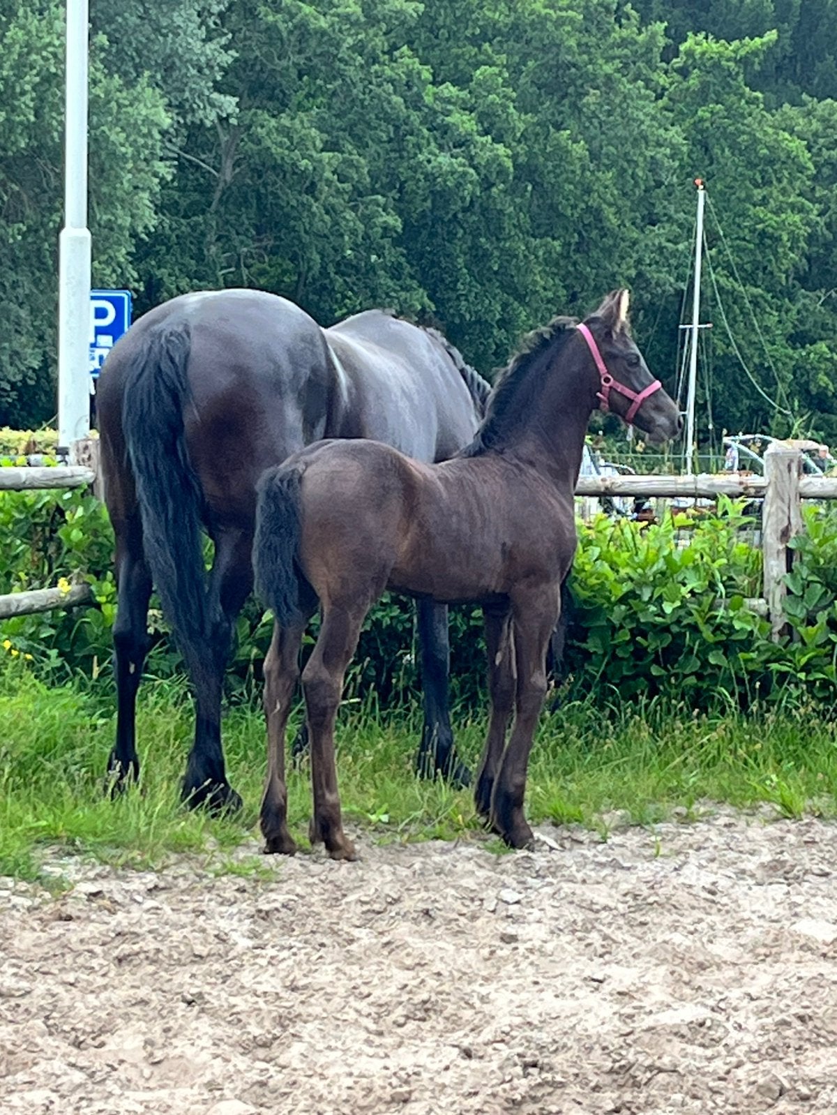 fries merrieveulen en fries hengstveulen, Dieren en Toebehoren, Paarden, Met stamboom, Niet van toepassing, Dressuurpaard, 0 tot 2 jaar