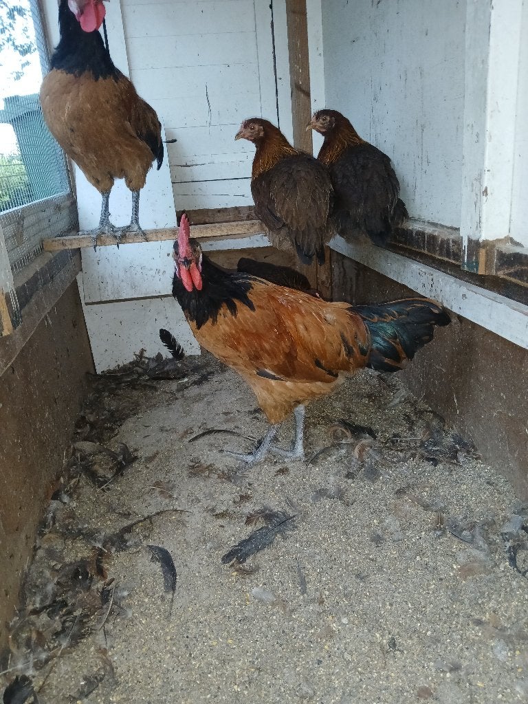 Vorwerk, Dieren en Toebehoren, Pluimvee, Meerdere dieren, Kip