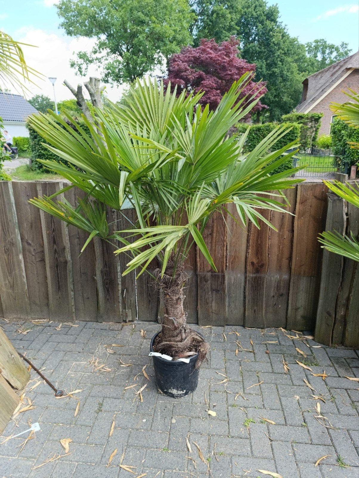 Trachycarpus Fortunei - Winterharde Palmboom, Tuin en Terras, Volle zon, Vaste plant, Bloeit niet, Ophalen