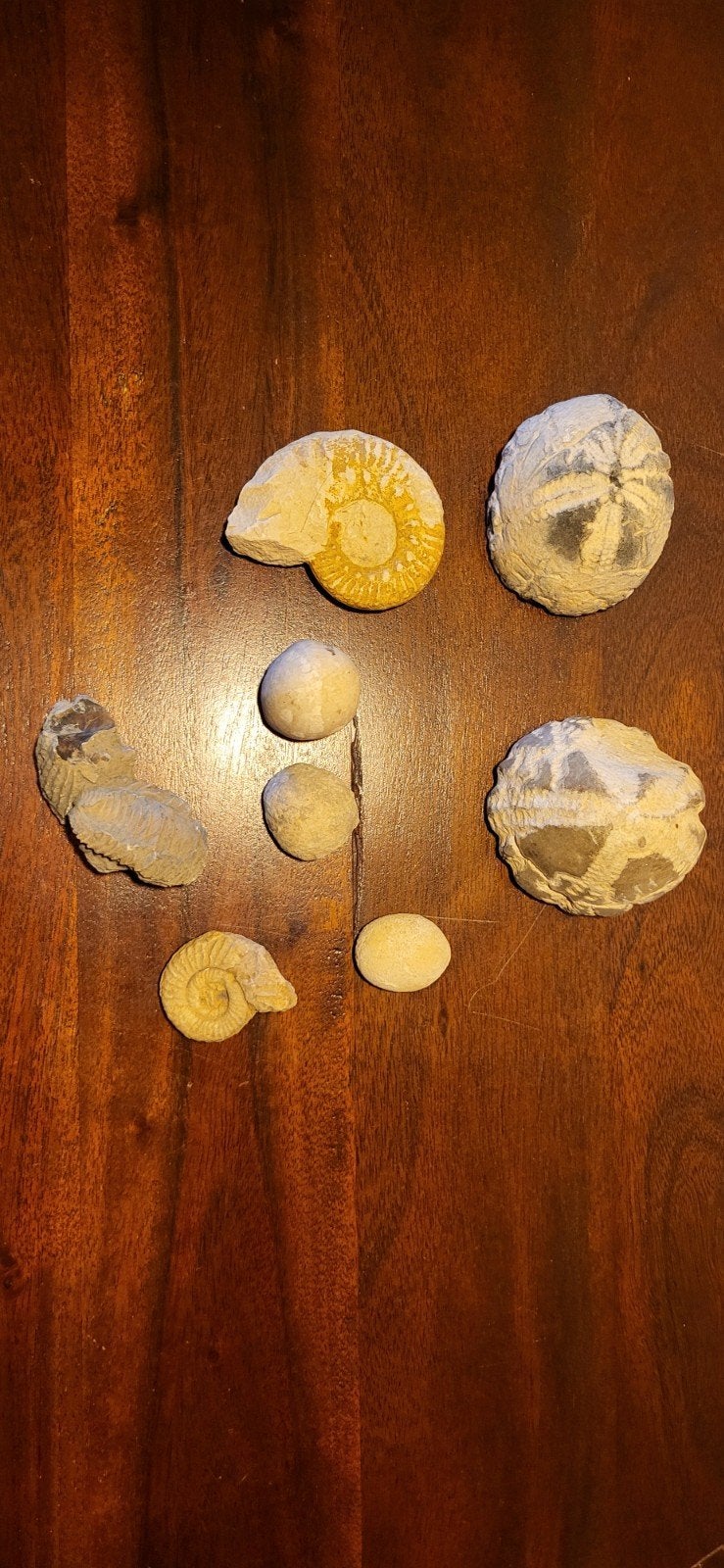 Diverse Fossielen Collectie - Ammonieten, Zee-egels en meer, Verzamelen, Mineralen en Fossielen, Fossiel, Ophalen of Verzenden