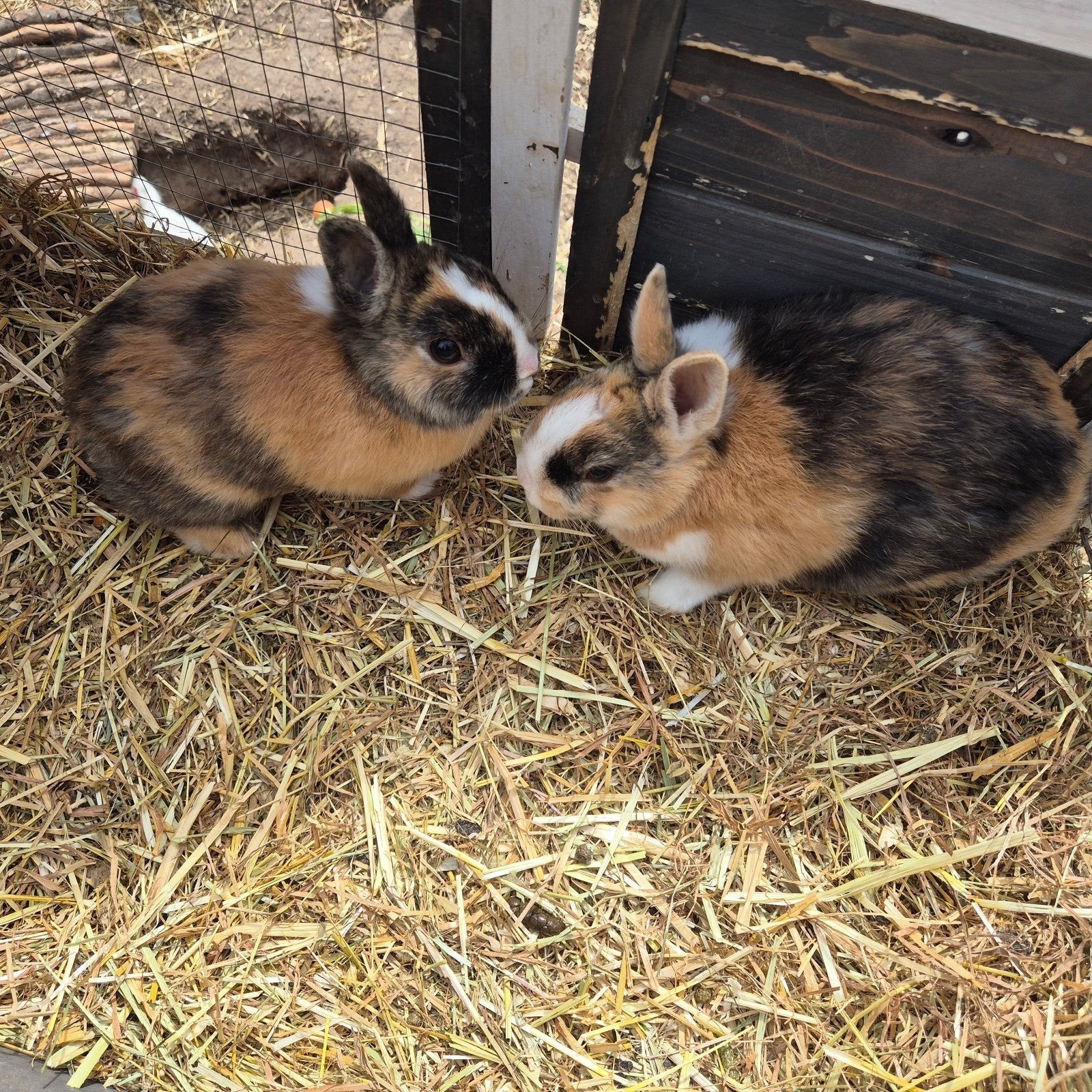 2 dwergkonijntjes geboren op 12 januari, Dieren en Toebehoren, Konijnen, Vrouwelijk, Dwerg, 0 tot 2 jaar