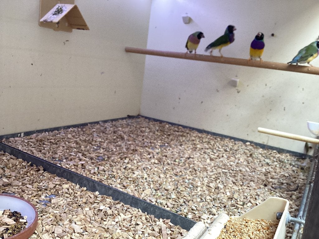 Tekoop goulds, Dieren en Toebehoren, Meerdere dieren, Tropenvogel, Geringd