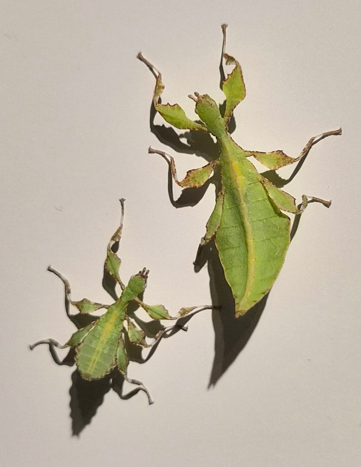 Cryptophyllium limogesi wandelend blad, Wandelende tak