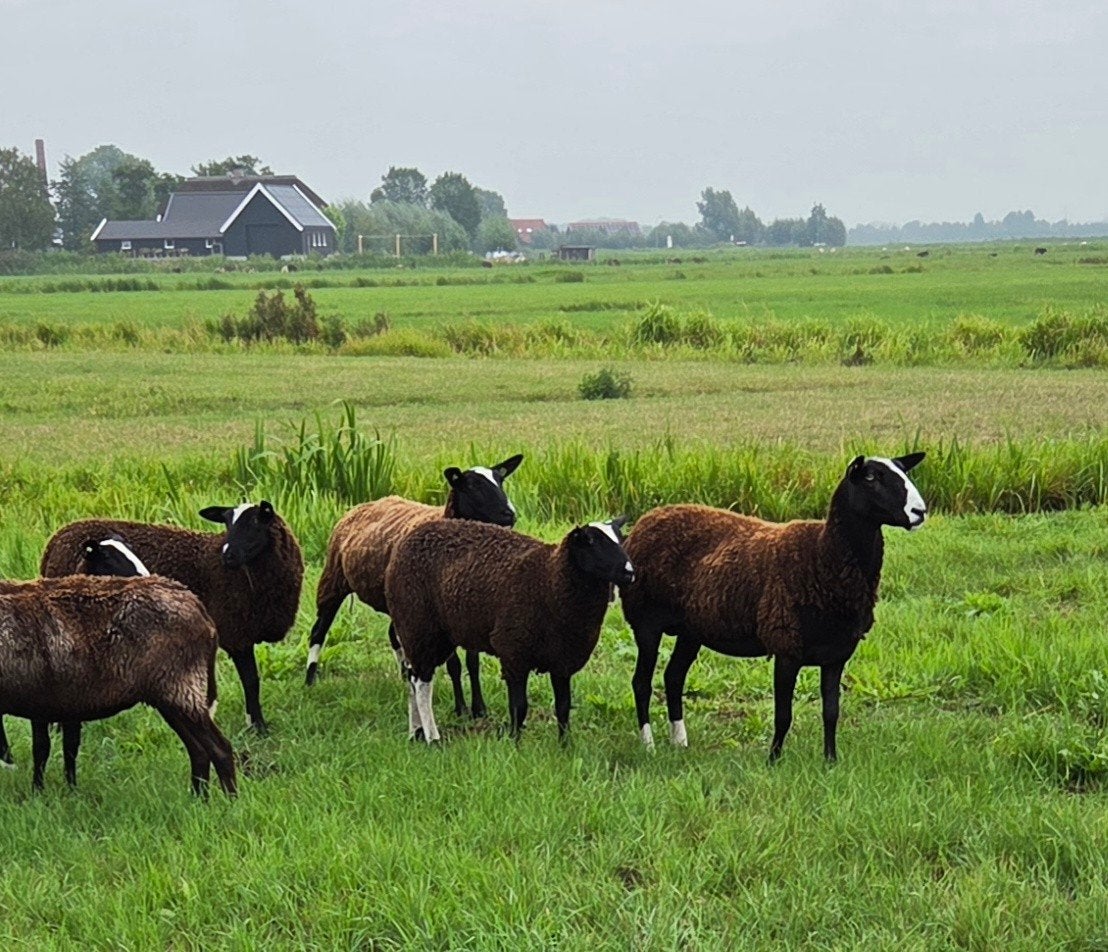 Te koop Zwartbles ooilammeren, Dieren en Toebehoren, Vrouwelijk, Schaap, 0 tot 2 jaar