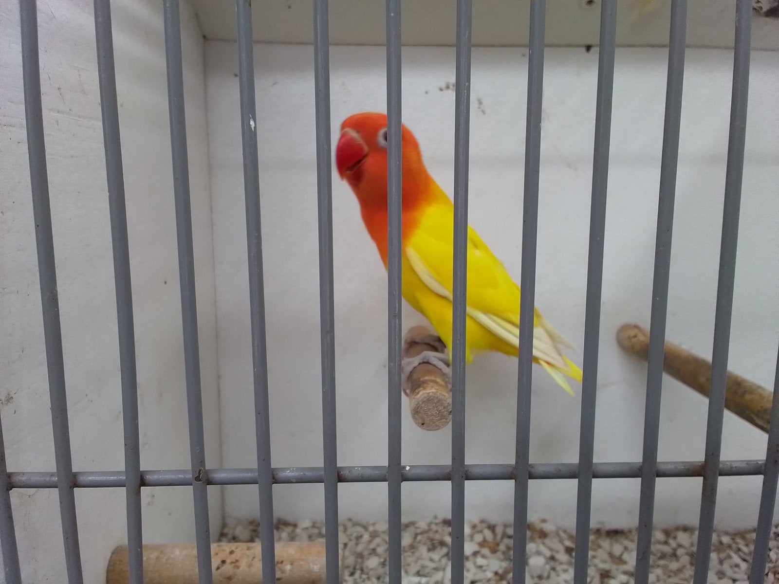 Lutino opaline rood oog 2026, Dieren en Toebehoren, Vogels | Parkieten en Papegaaien