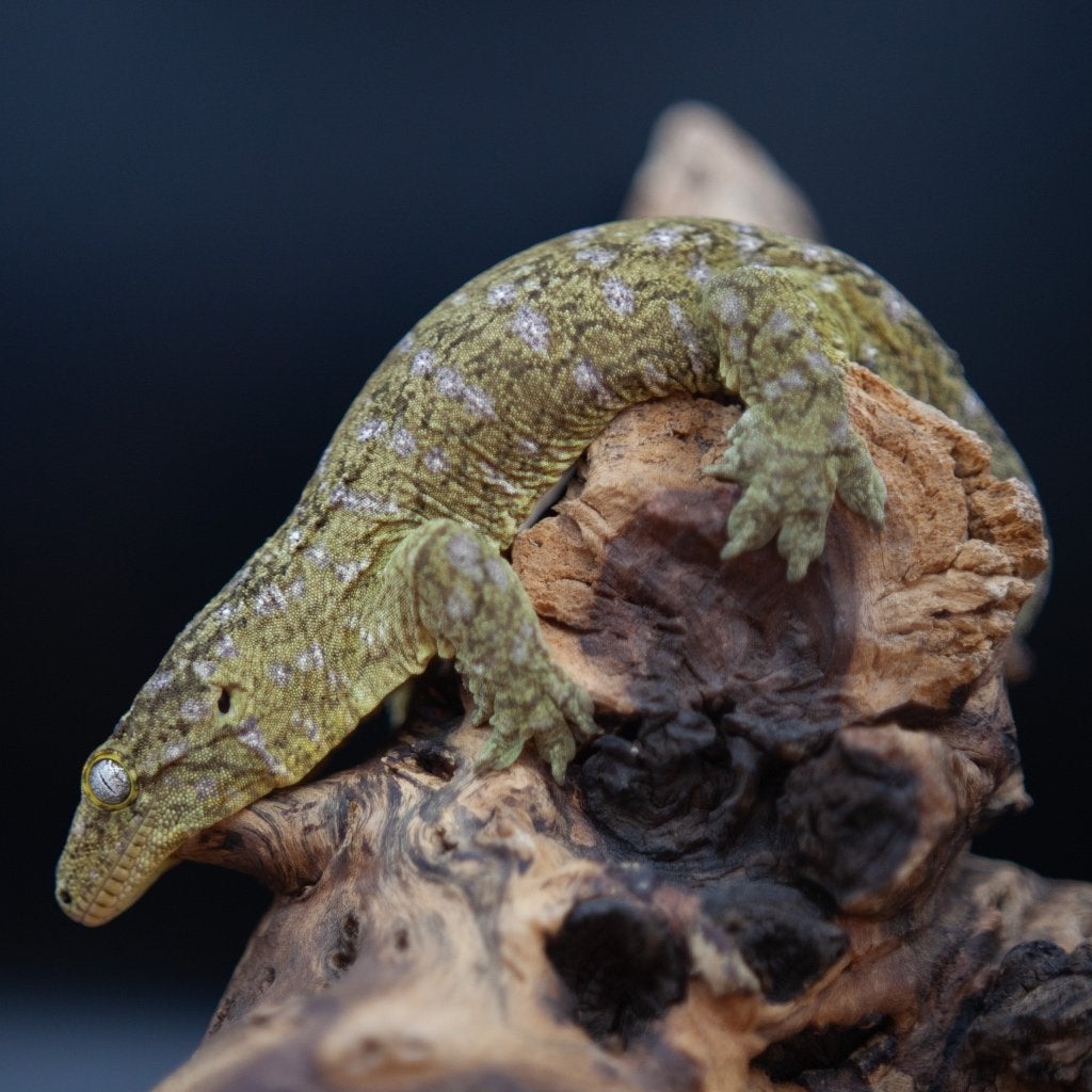 Rhacodactylus Leachianus man, Dieren en Toebehoren, Hagedis, 3 tot 6 jaar