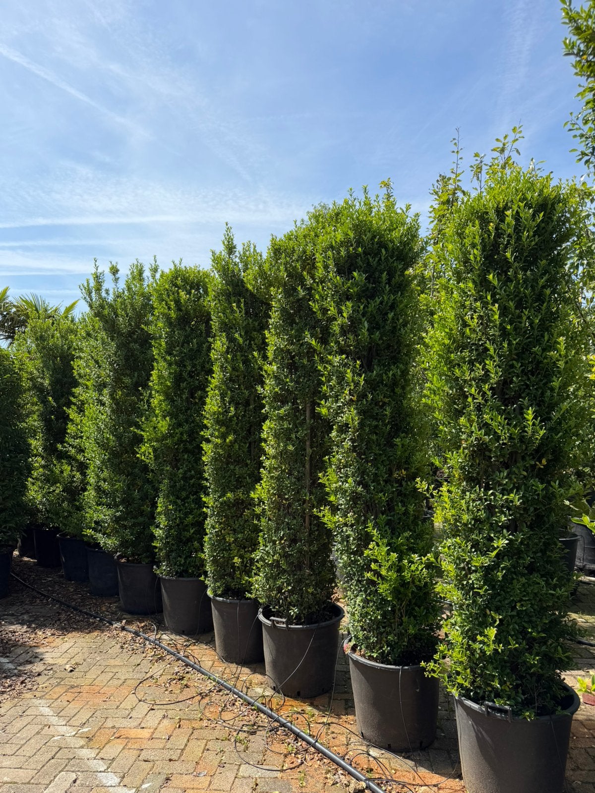 Ilex zuilen 2,5 meter planthoogte, Tuin en Terras, Planten | Struiken en Hagen, Ophalen
