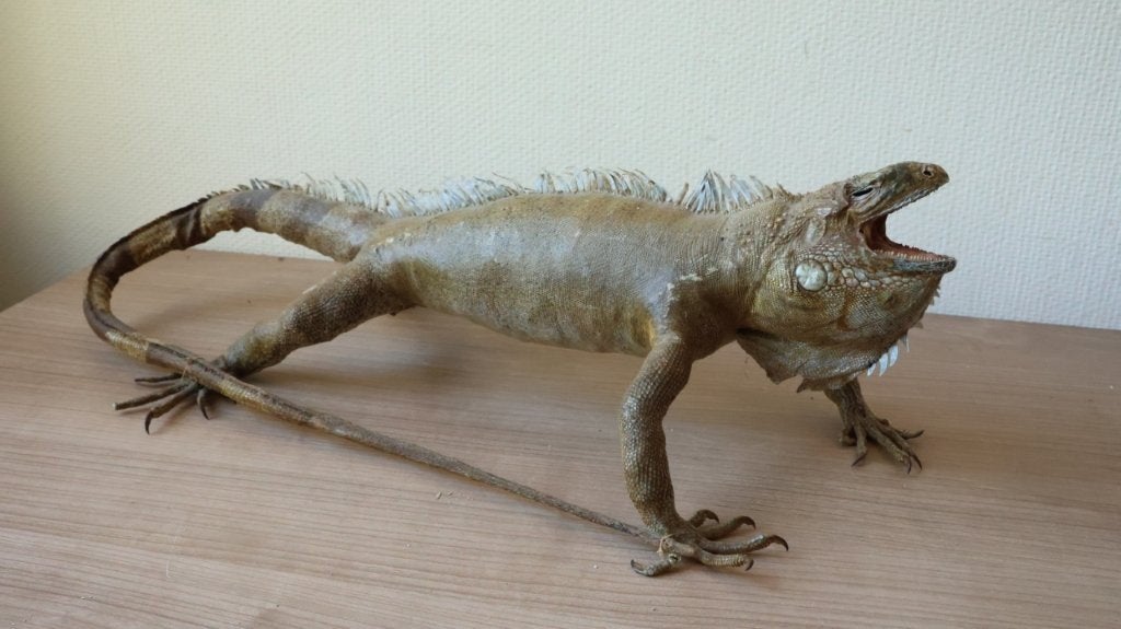 Taxidermie grote opgezette leguaan, Ophalen of Verzenden, Gebruikt, Overige soorten, Opgezet dier