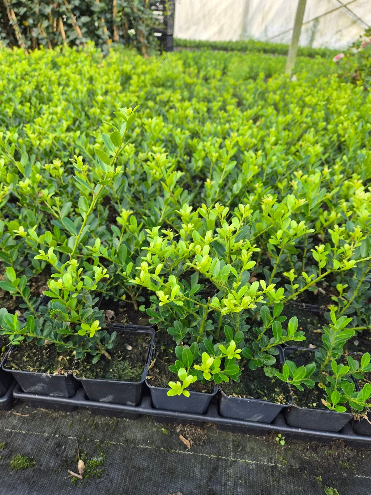buxusvervanger ilex green hedge, Ophalen of Verzenden, Hulst, Minder dan 100 cm