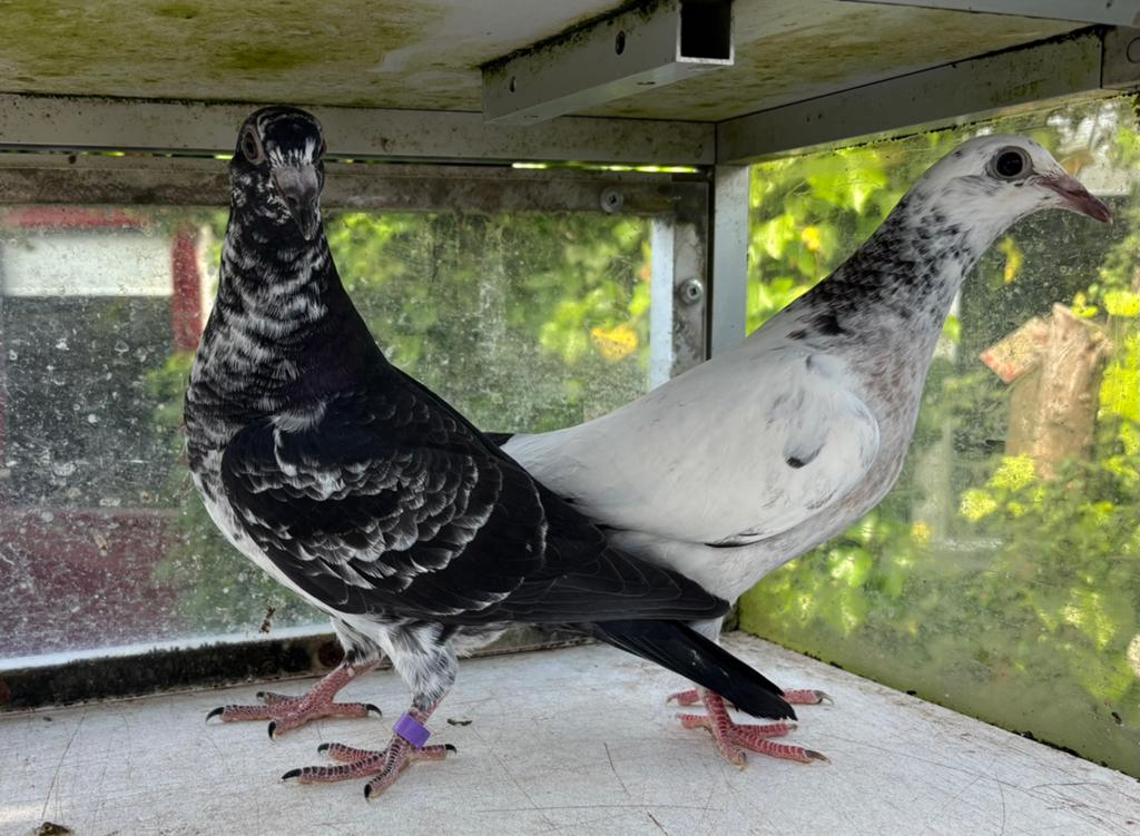 Kleurpostduiven, duiven, postduiven, Dieren en Toebehoren, Meerdere dieren, Postduif
