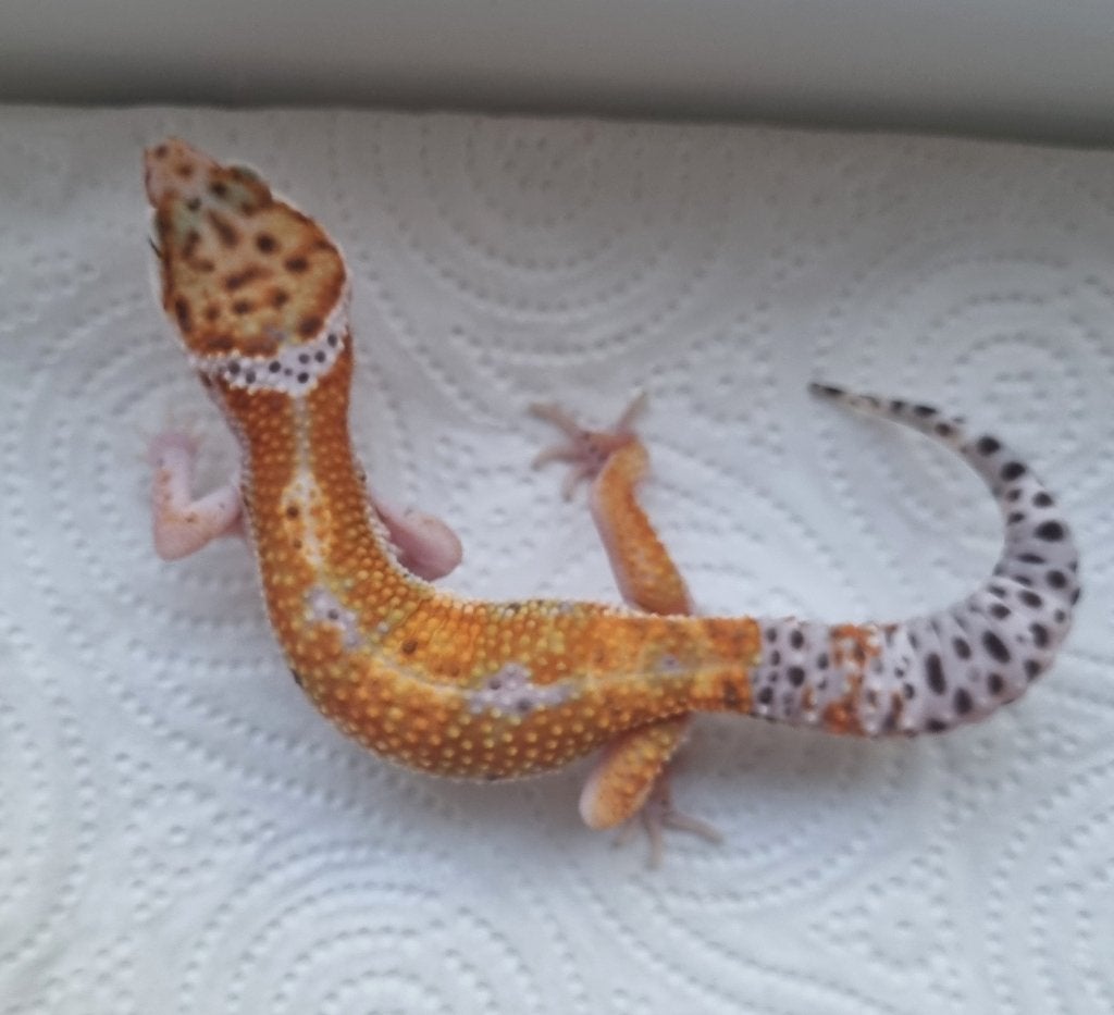 1.0 purple head x w&y bell albino luipaardgekko Leopard Gecko photo 3