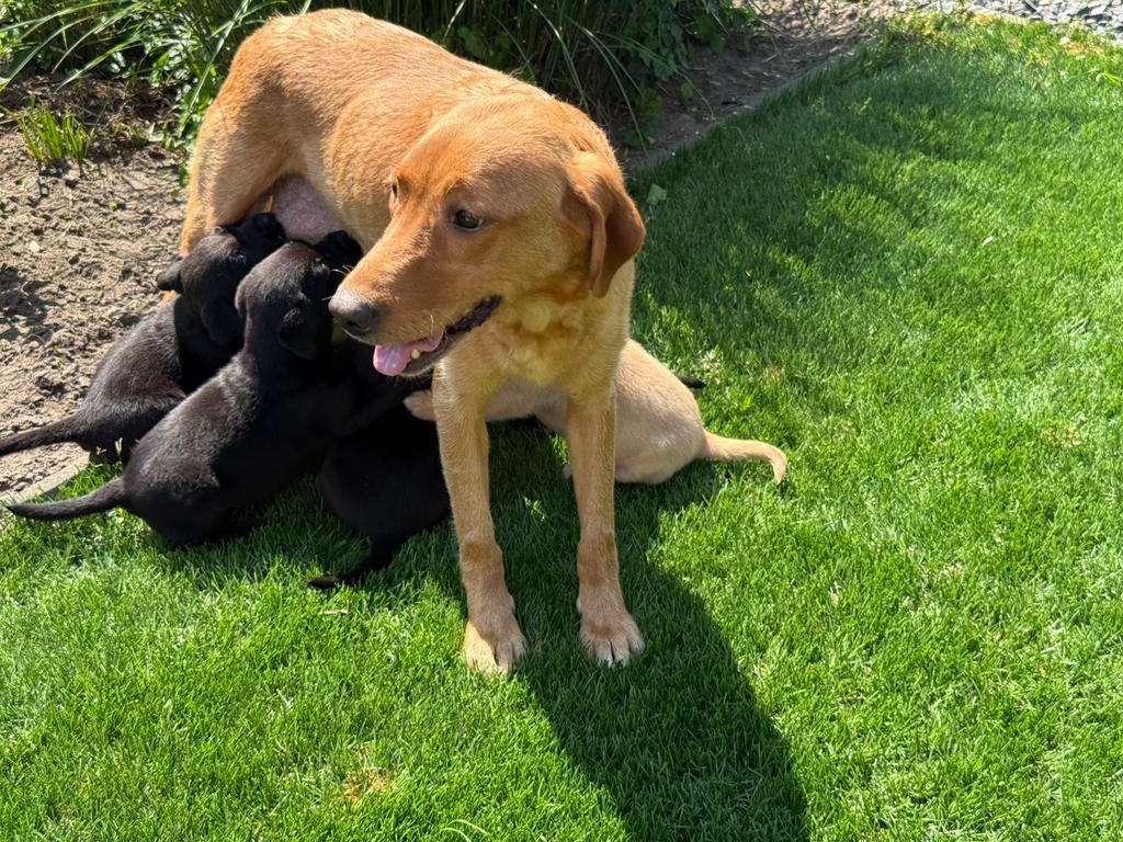 Redfox x Labrador, Dieren en Toebehoren, Honden | Retrievers, Spaniëls en Waterhonden, Nederland, Parvo, 8 tot 15 weken, Labrador retriever
