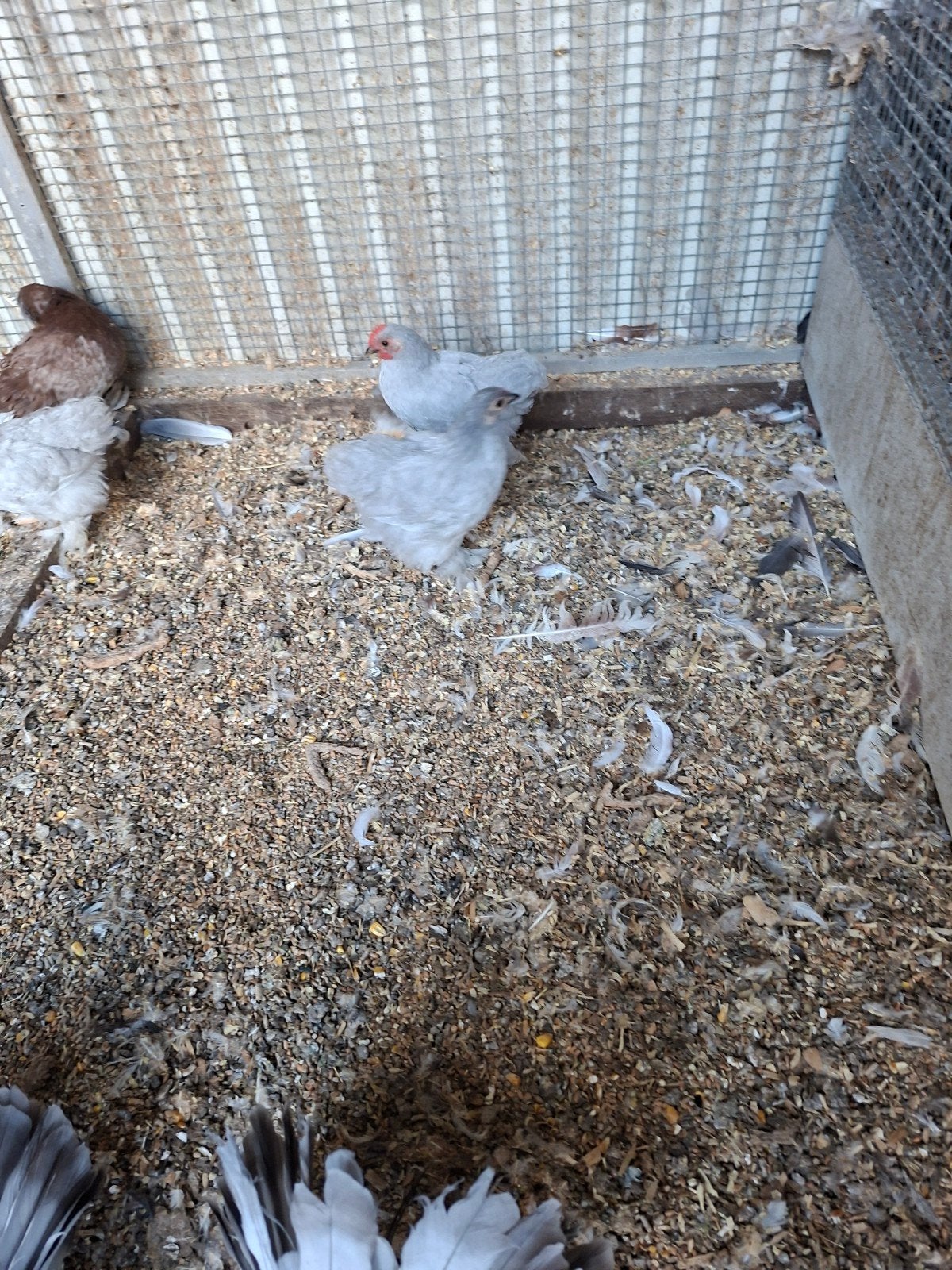Trio jonge cochin kriel parelgrijs, Dieren en Toebehoren, Pluimvee, Meerdere dieren, Kip