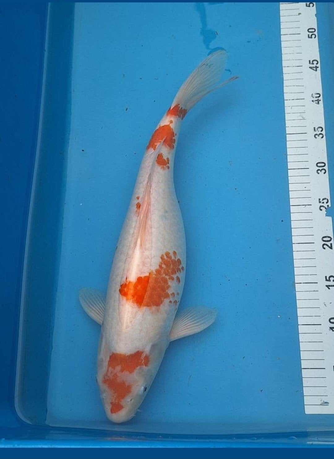 Koikarper, Karper of Koi