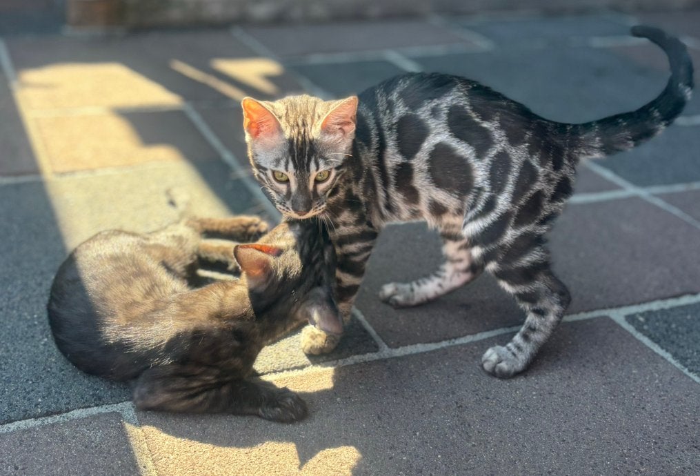 Raszuivere bengaal kittens mogen verhuizen, Meerdere dieren, Met stamboom, 0 tot 2 jaar