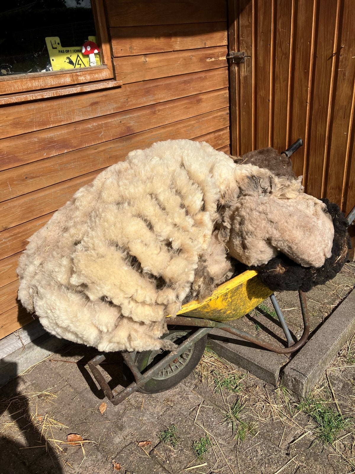 Schapenwol van ouessantschaapjes, Dieren en Toebehoren, Meerdere dieren, Schaap