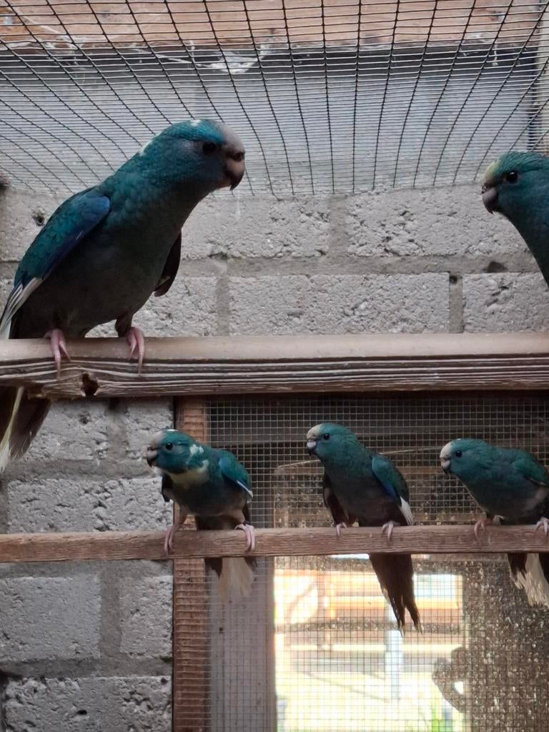 Kakarikie, Dieren en Toebehoren, Meerdere dieren, Parkiet