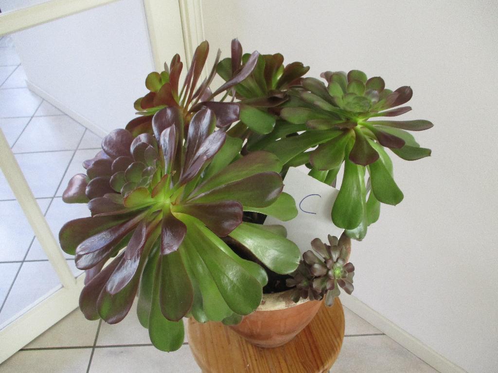 Aeonium vetplanten, Tuin en Terras, Vaste plant, Bloeit niet, Halfschaduw, Ophalen