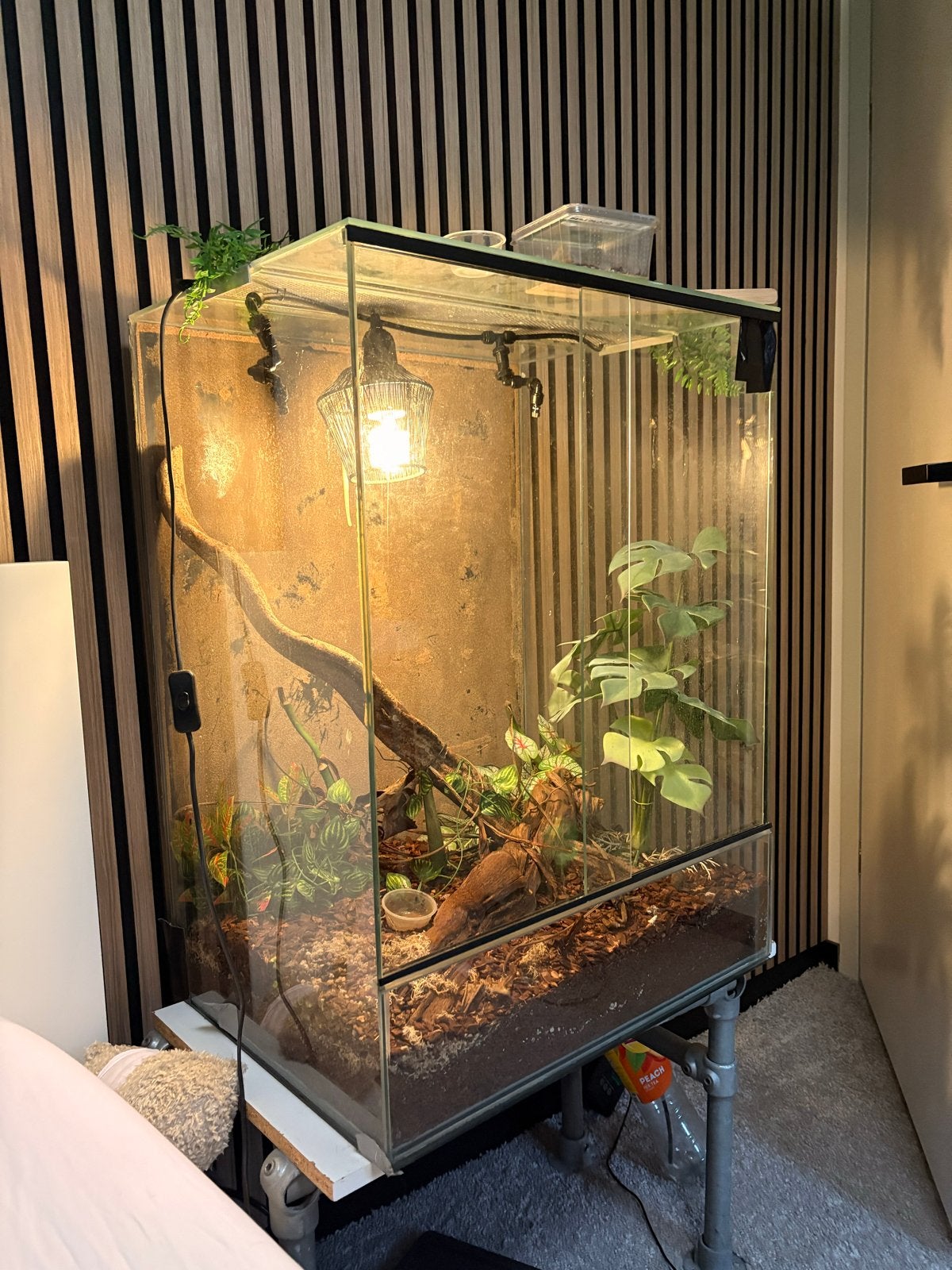 Wimper Gekko met terrarium en toebehoren