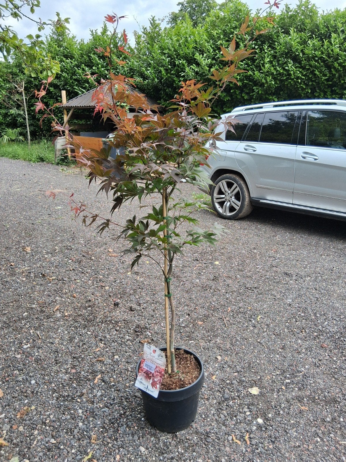 Acer palmatum  atropurpureum, Tuin en Terras, Ophalen, Bloeit niet, Halfschaduw, Overige soorten
