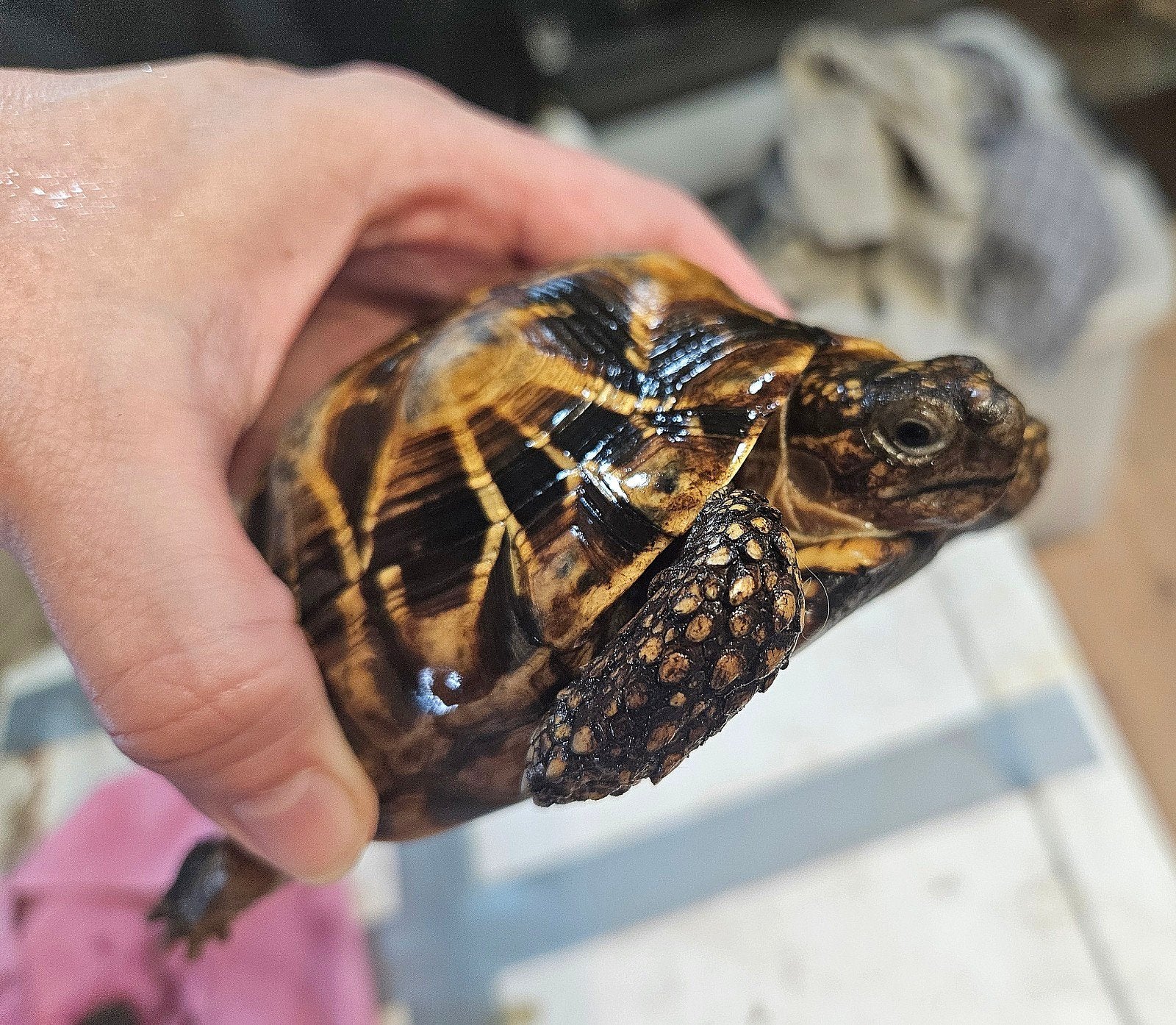 Kleine volwassen Geochelone Elegans schildpad vrouw te koop, Schildpad, Tam, 11 jaar of ouder