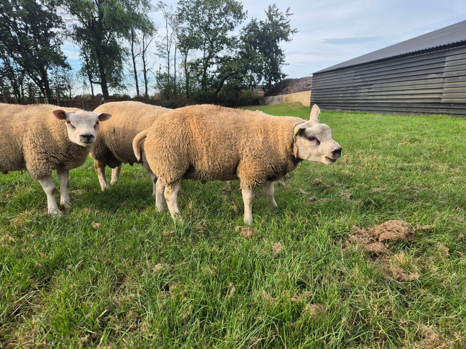 3x texelaar, Vrouwelijk, Schaap