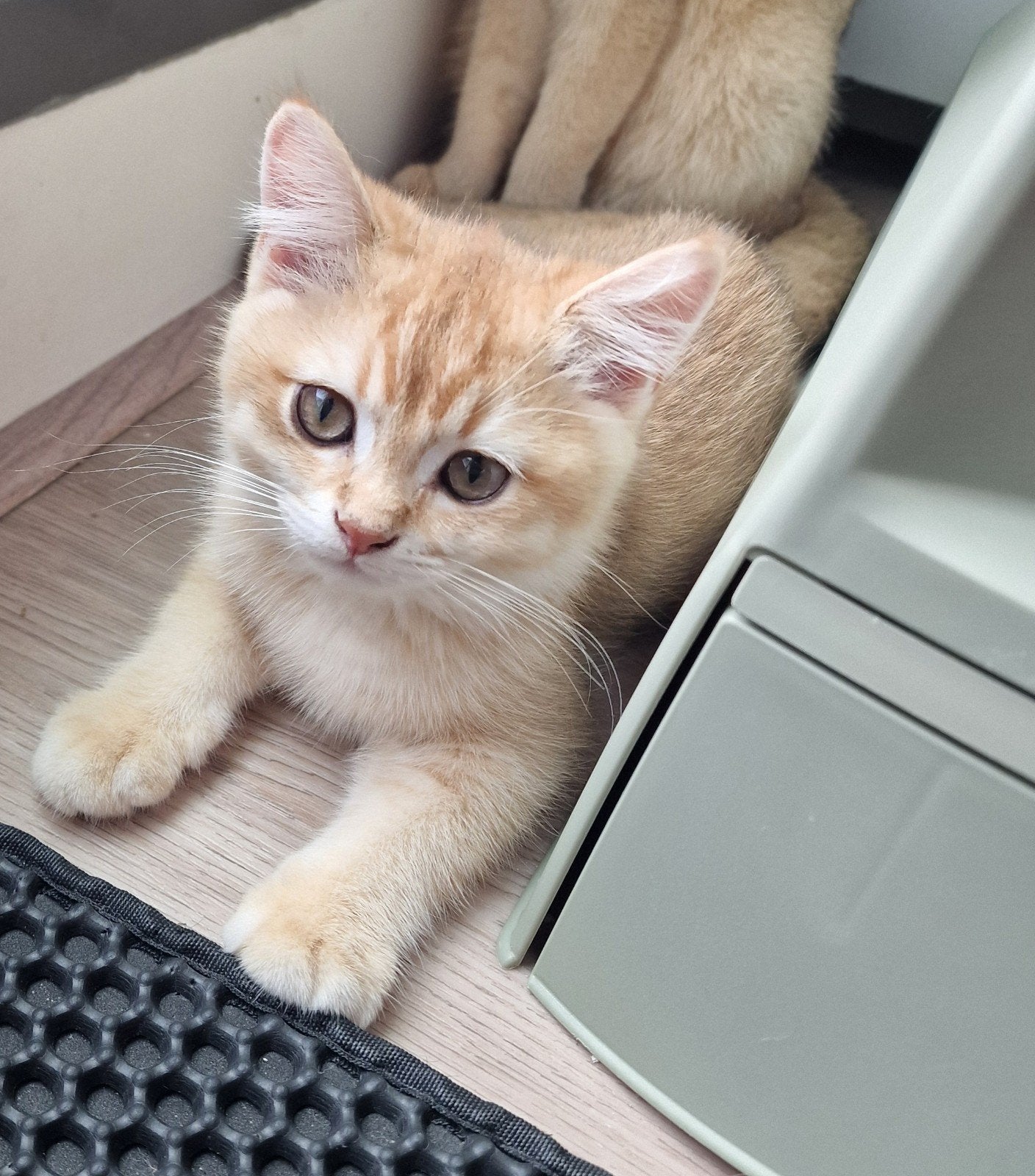 Exclusieve Britse Korthaar | Lilac • Koper • Black Golden, Meerdere dieren, Gechipt, 0 tot 2 jaar