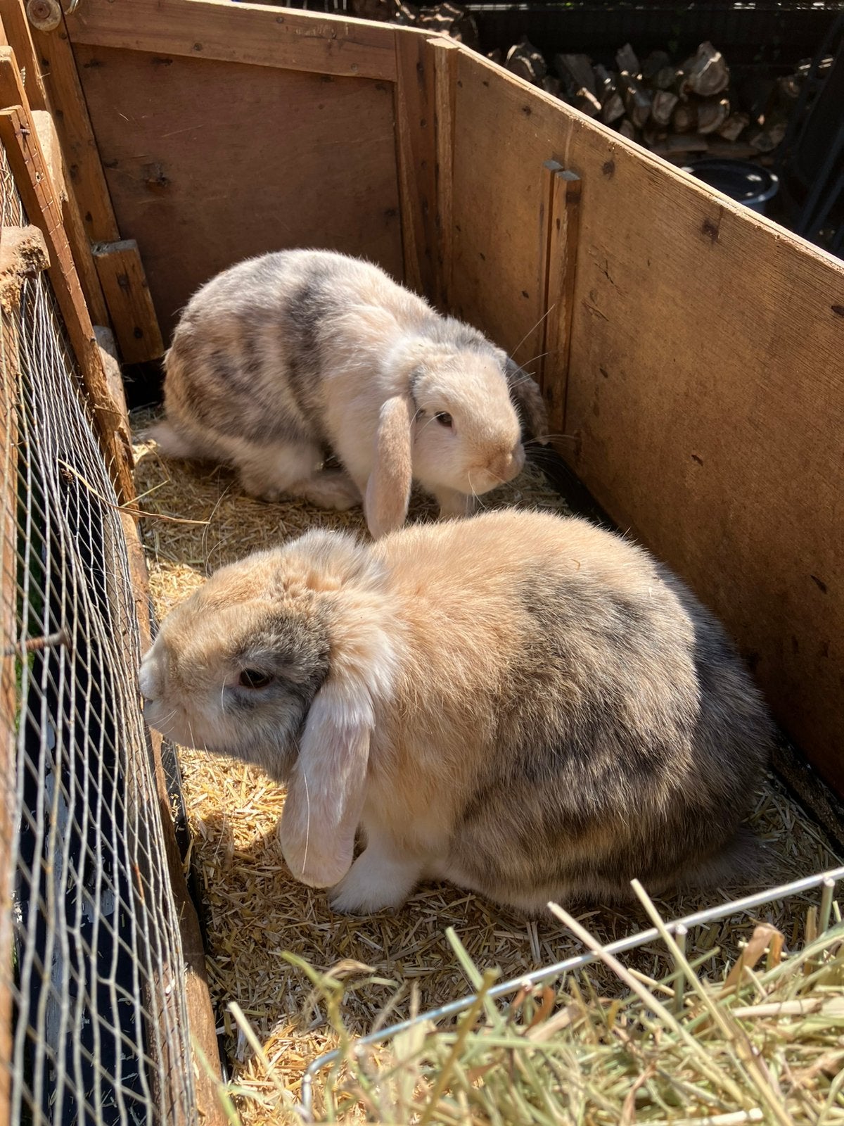 100% raszuivere lieve tamme minilop NHD konijnen!, Dieren en Toebehoren, Konijnen, Meerdere dieren, Dwerg, Hangoor, 0 tot 2 jaar