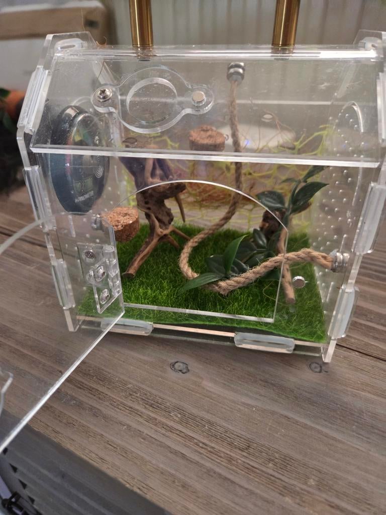 Springspin terrariumpje, Dieren en Toebehoren, Insecten en Spinnen, Spin of Schorpioen