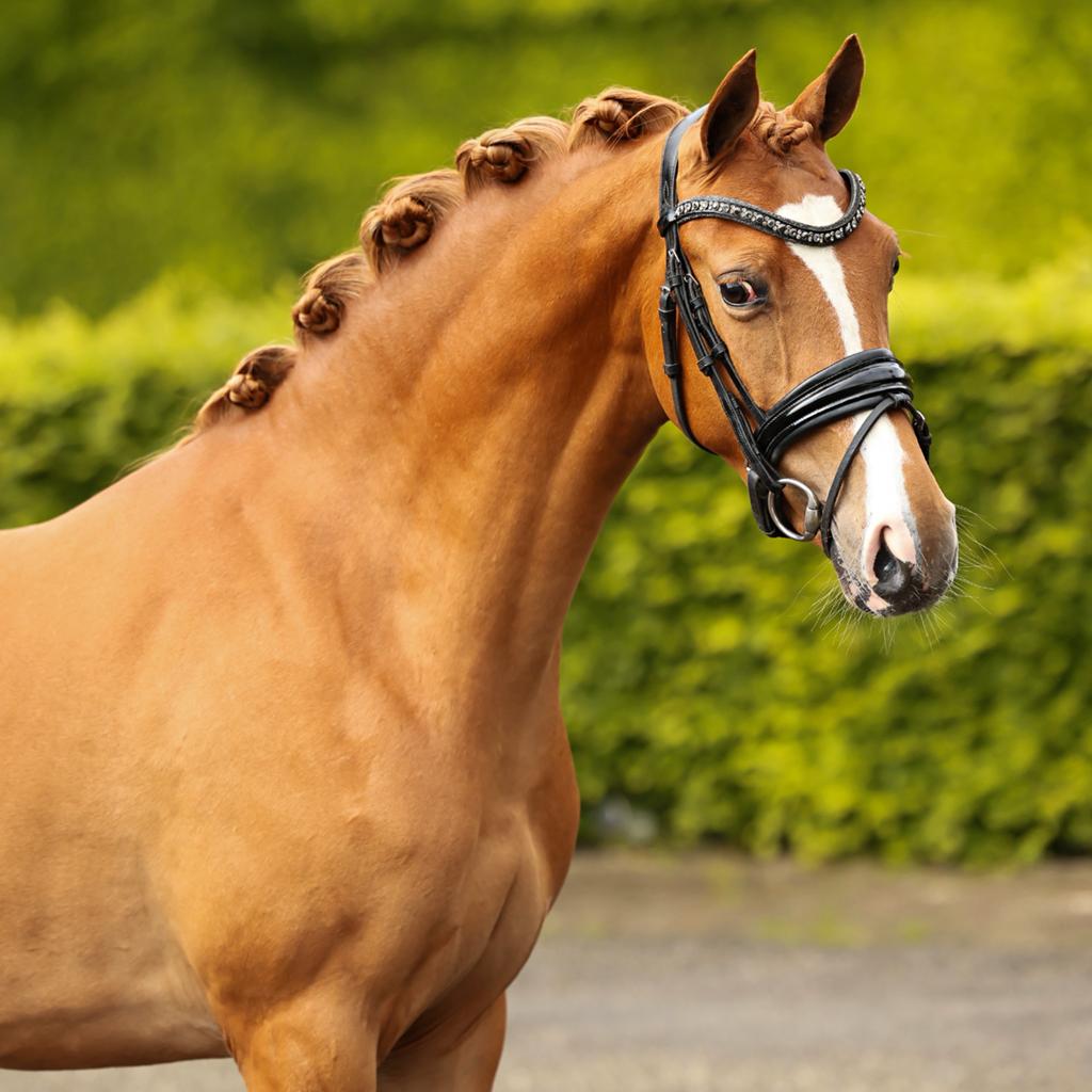 Prachtige 3 jarige Welsh NWR merrie, Dieren en Toebehoren, Pony's, Merrie, 3 tot 6 jaar