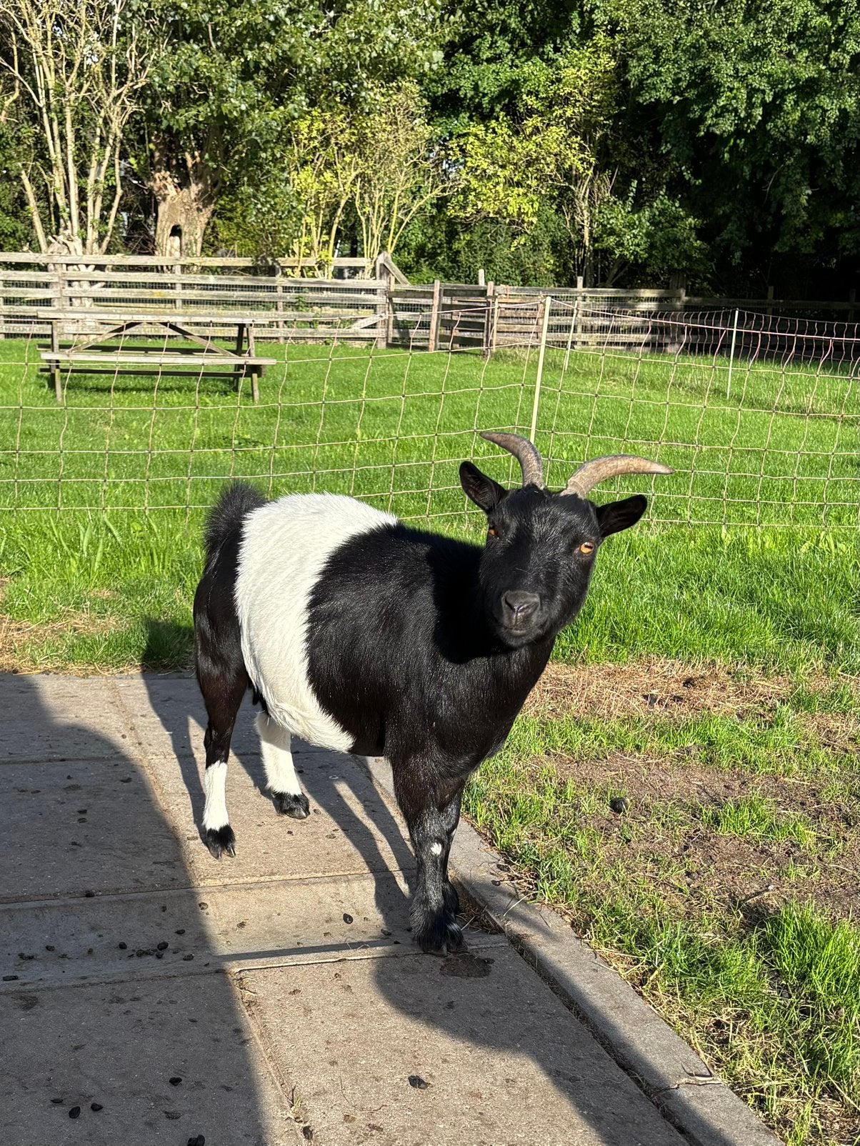 Zwarte lakenvelder dwerggeit, Dieren en Toebehoren, Vrouwelijk, Geit, 3 tot 5 jaar