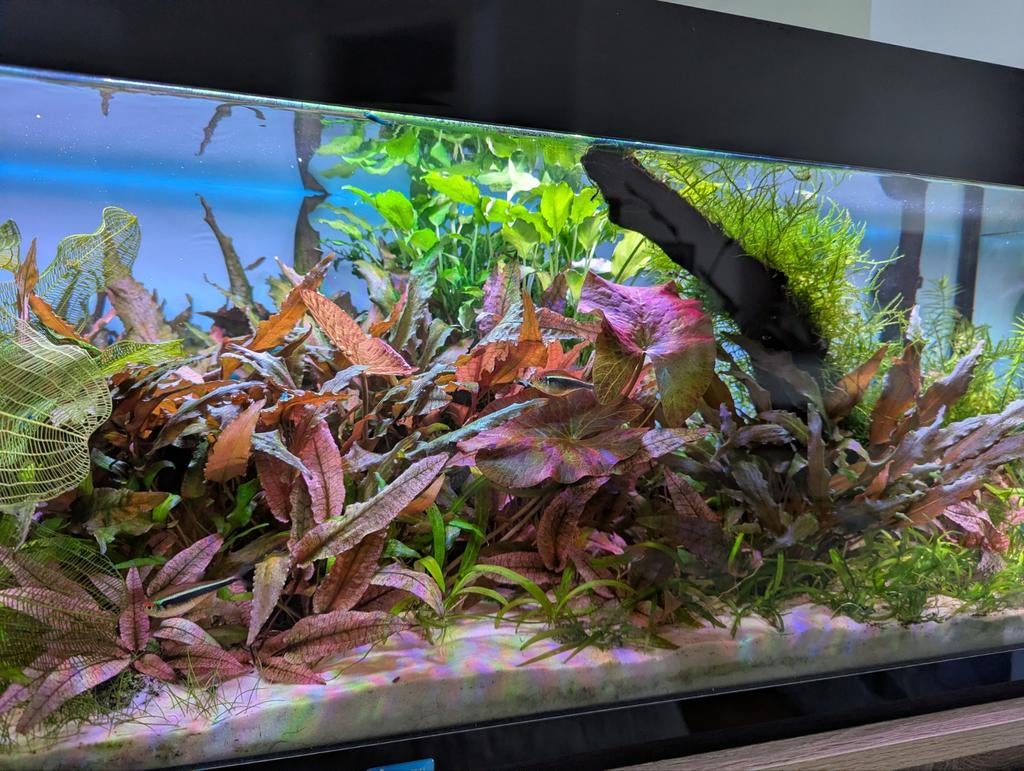 Ultieme aquascape met veel techniek, Dieren en Toebehoren, Vissen | Aquaria en Toebehoren, Ophalen, Zo goed als nieuw, Gevuld zoetwateraquarium