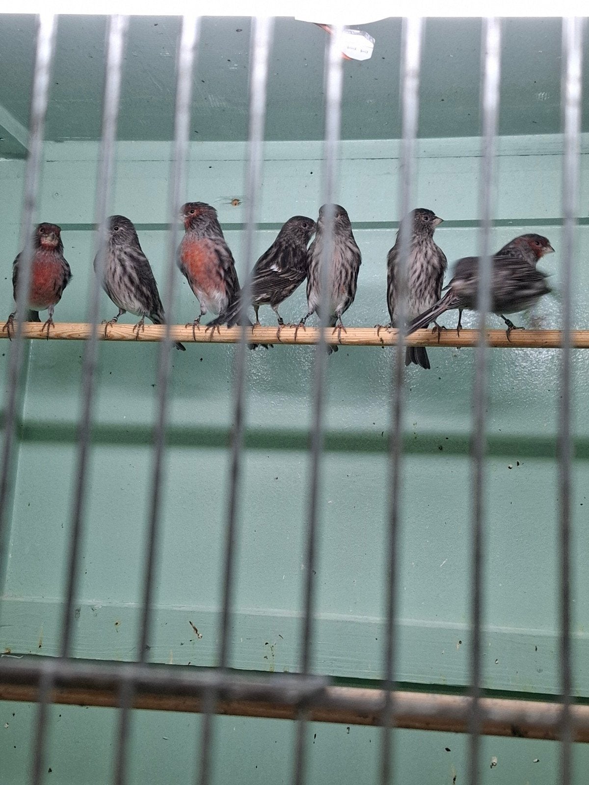 zwart rood mozaïek, Dieren en Toebehoren, Meerdere dieren, Kleurkanarie